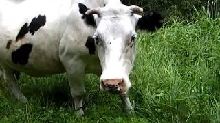 Корова кушает травку. Жует траву. Ест травку.