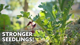Try THIS for healthier Brassica seedlings!