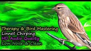 Linnet Bird Song Best HD Audio (Linaria cannabina) for Therapy & Bird Mastering