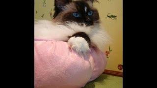 Ragdoll Cat in the Petmate Puffy Round Cat Bed - ねこ - ラグドール - Floppycats