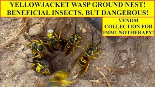 SEE A DANGEROUS YELLOWJACKET WASP GROUND NEST REMOVED AND COLLECTED FOR VENOM IMMUNOTHERAPY (VIT)!