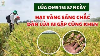 OM5451 VỤ THU ĐÔNG CHÍN CHẮC TỚI CẬY - SÁNG BÔNG - XANH GIÉ - NẶNG KÝ | Cây Lúa Cần Thơ