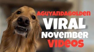 Funniest November Viral Dog Skits!