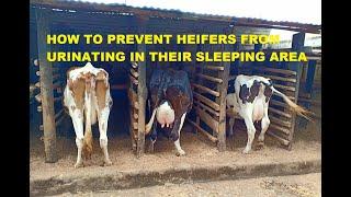 HOW TO PREVENT HEIFERS FROM URINATING  AND SOILING ON THEIR BEDDINGS AND SLEEPING AREA