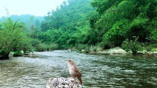 Harmonious Birds Chirping, Beautiful River Sounds, Lovely Nature, Enchanted Forest River Ambience