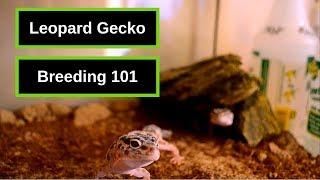 Leopard Gecko Breeding 101 | We've Got Eggs!