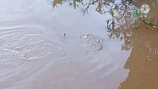 MANCING IKAN BAWAL LIAR DI SUNGAI KALIMANTAN