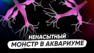 Пресноводная гидра. Как избавиться от гидры в аквариуме без использования химии