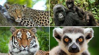 JUNGLE ANIMALS and their sounds. Learn the animals of the jungles of the world