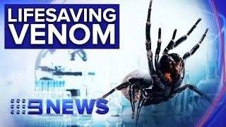 Venom of deadly funnel web spider could treat heart attacks | Nine News Australia