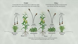 Mechanisms through which the icipe push-pull technology conquers the fall armyworm