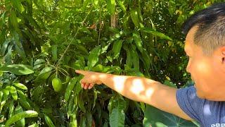 Heat Resistant Tropical Fruit Trees in California’s Central Valley