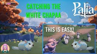 How to Catch Those White Chapaas EASILY in Palia!