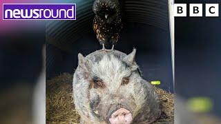 Unlikely Friendship: Gilbert the Pig and Miss Coco the Hen  | Newsround