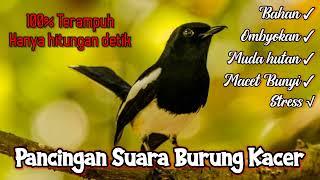 Suara burung kacer ngeplong belajar gacor cocok untuk pancingan kacer bahan supaya cepat bunyi