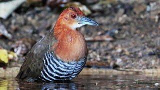 Amazing Slaty-legged Crake bathing at Kaeng Krachan | Rallina eurizonoides