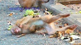 Monkey MOKA was get ele+ctric sho+cking fell on the ground -she cr!es try to walk find mom for help