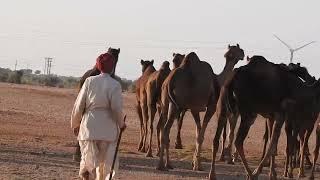Jaisalmer camel  Sumer Singh Bhati Sanwata