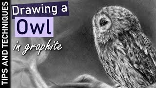 How to draw an Owl in graphite | Drawing feathers