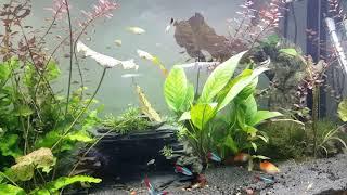 Fluval Roma 240 Aquarium By Aquaguy Uk