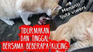 Bersama Kucing hidup dirumah sederhana | Risman Crown Channel