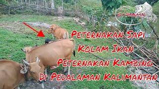 Peternakan Sapi Kolam Ikan dan Kambing Fish and Goat Pond Cattle Farm