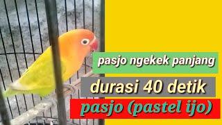 Burung lovebird pasjo ngekek panjang durasi 40 detik