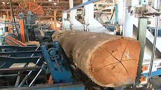 Amazing Modern Automatic Wood Processor Production Factory, Fastest Wood Sawmill Machines Working