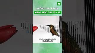 Những thí nghiệm khoa học thú vị phần 7 #metrithuc