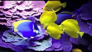 AmericanReef HPD - the best fish food for tangs or clownfish and all saltwater fish