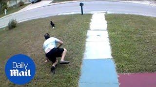 Hilarious video shows man overreacting as wife's cat escapes