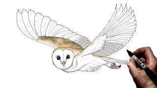 How To Draw Barn Owl (Flying) | Step By Step |