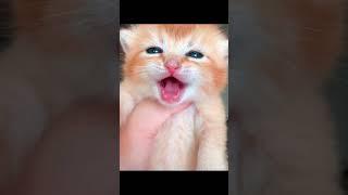 kitten said "miau miau"/#pet #cat #kitten