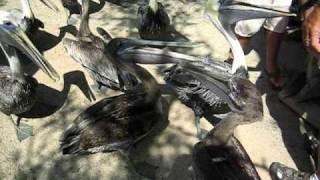 Pelicans at Florida Keys Wild Bird Center