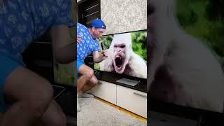 Gorilla Funny Moment  #shorts