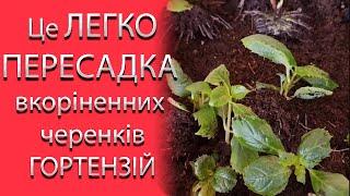 Це ЛЕГКО! ПЕРЕСАДКА Вкоріненних Живців ГОРТЕНЗІЇ Вдома #садівництво #гортензія #квіти