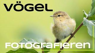 Vögel fotografieren - Tutorial für den Zilpzalp - Naturfotografie lernen