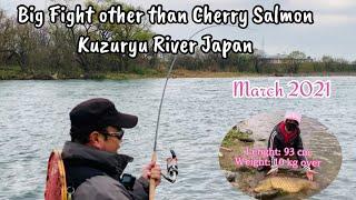 Big fight other than Cherry  Salmon in Kuzuryu River in Japan March 2021!