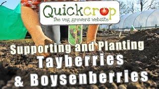 Supporting and Planting Tayberries & Boysenberries