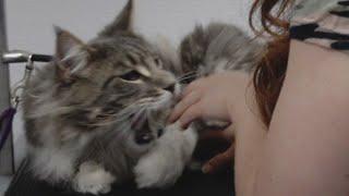 Giant Maine Coon cat ATTACKS groomer