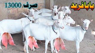 Pure sainan praignant goats at umar goat farm goat farming in Pakistan