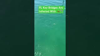 Big Sharks In Florida Keys Bridge #fishing #shorts #floridakeys #bridgefishing #saltwater #shark