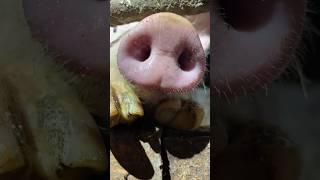 FUNNY PIG VIDEOS #shorts #pig #funnyvideo