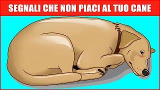 14 Segni Che Il Tuo Cane Non Ti Vuole Bene (Anche Se Pensi Lo Faccia)