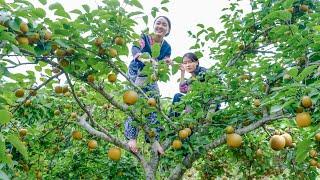 Bếp Trên Bản | Hai chị em thu hoạch vườn lê mang ra chợ bán - nấu món thắng cố bò mời các em nhỏ