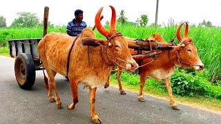 man riding bullock cart videos | bullock cart ride | bullock media