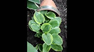 Мини хоста Майти Маус ( лат.  Hosta Mighty Mouse)