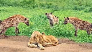 Hyenas Show Mercy on Old & Blind Lioness