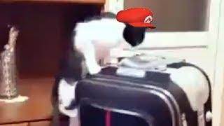 cat mario 64