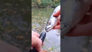 ALAT UNTUK UMPAN MANCING #ikan #mancing #reaction #fyp #viralvideo #shorts